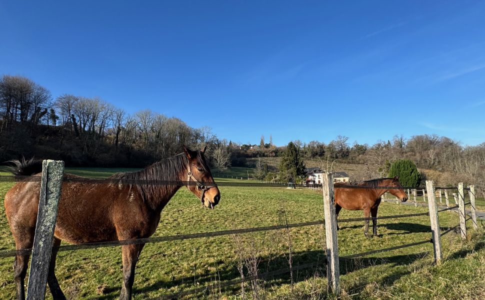 Propriété Equestre près de Pau avec 11 Ecuries, 15 ha, Paddocks et Petit Vignoble