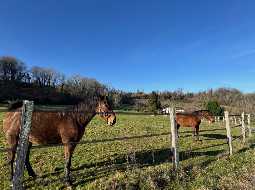 Propriété Equestre près de Pau avec 11 Ecuries, 15 ha, Paddocks et Petit Vignoble